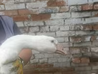 लिंडा — फ़ोटो 1