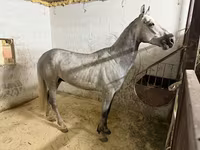 Caballo, Orlov Trotter — foto 4