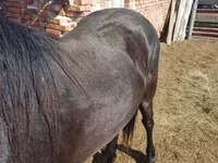 Caballo, Horse breed — foto 4