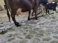 Vaca, Ganado vacuno — foto 4