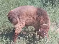 Ram, Hissar sheep — photo 3