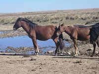 Caballo, Kazakh horse — foto 5