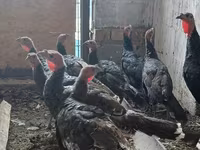 Turkeys — foto 5