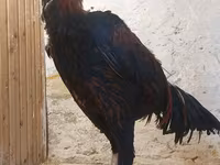 Chickens — 照片 7