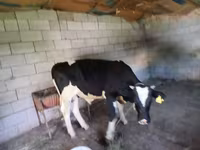 Toro, Raza Holstein — foto 6