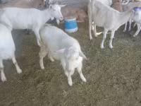 Cabro, Saanen goat — foto 5