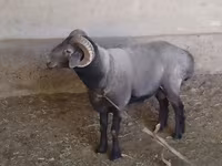 公羊, Sheep — 照片 1