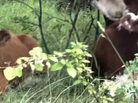 Cow, Holstein breed — photo 4