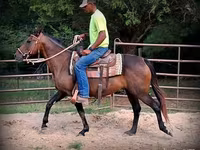 Stute, Quarter Horse — Foto 5