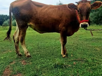 गाय, अलाताऊ नस्ल — फ़ोटो 3