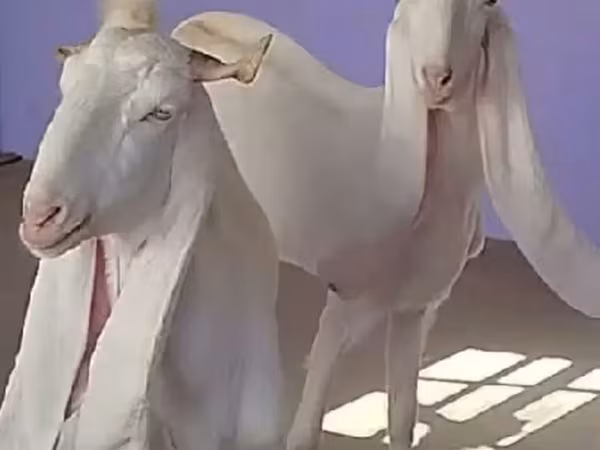 Коза, Гулаби коза