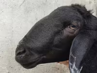 كبش, Hissar sheep — الصورة 3