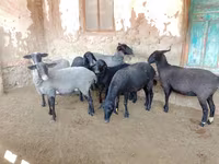 Schaf, Romanov sheep — Foto 1
