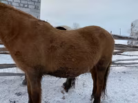 Horse (M), Yakutian horse — photo 2
