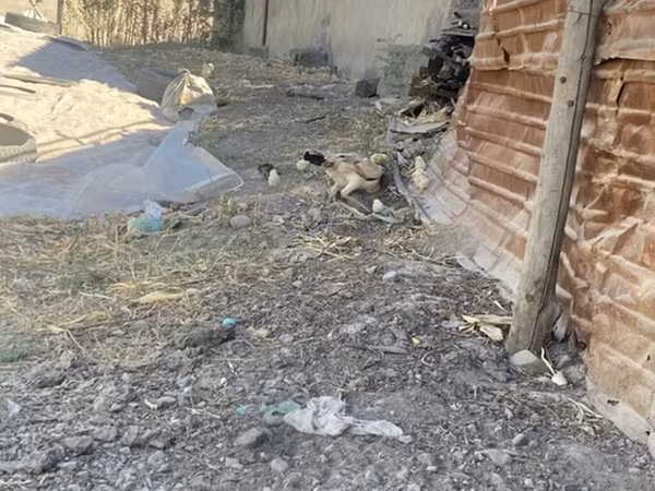 Куры