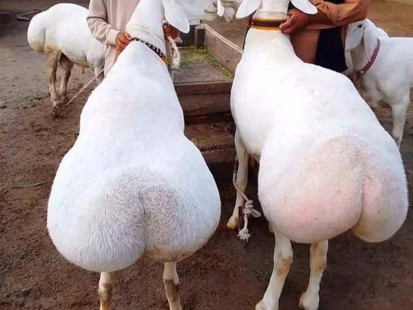 Ram, Sheep