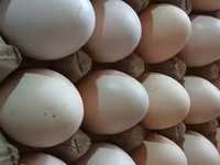 मॉस्को ब्लैक — फ़ोटो 8