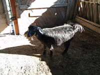 Goat, Goats — photo 1