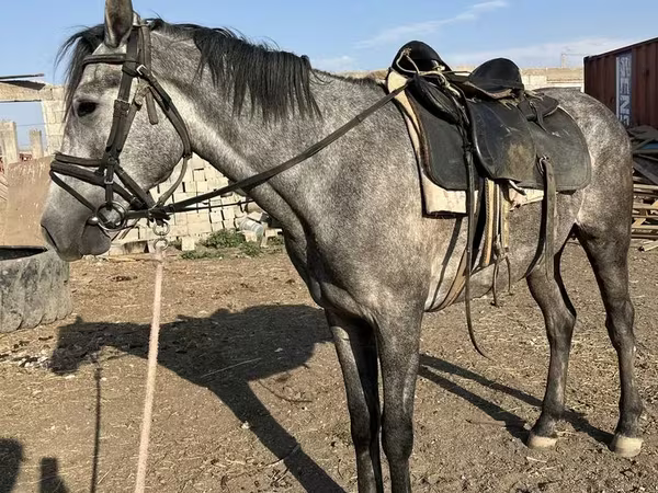 Caballo, Orlov Trotter