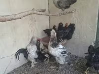 科钦 — 照片 3