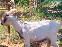Goats (batch, sex not specified), Goats — photo 7