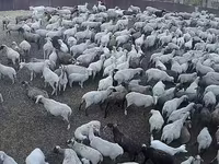 Овца, Овца гемпширская или Гемпшир Даун — фото 1