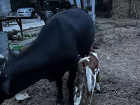 بقرة, Latvian Blue cattle — الصورة 8