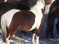 Pferde (Partie, Geschlecht nicht angegeben), Horse breed — Foto 2