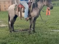 Caballo, Quarter Horse — foto 3
