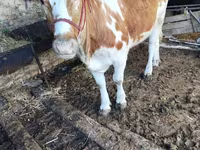 公牛, Simmental cattle — 照片 2