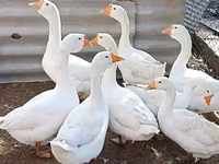 ليندا — الصورة 1