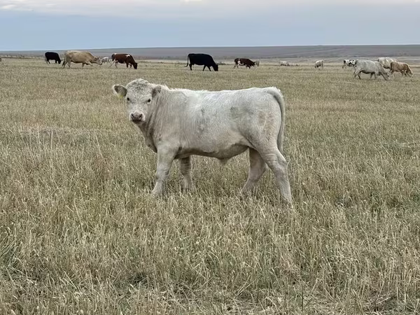 Toro, Swiss cattle