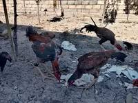 Japanisches Bantam — Foto 2