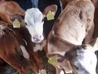 公牛, Pinzgauer cattle — 照片 1