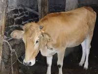 Kuh, Wilder Yak — Foto 2