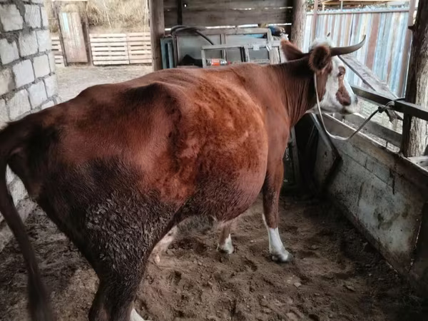 بقرة, Simmental cattle