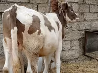 Cattle (batch, sex not specified), Cattle — photo 6
