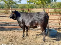母牛, Brown Carpathian breed — 照片 4