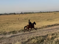 فرس, French Trotter — الصورة 6