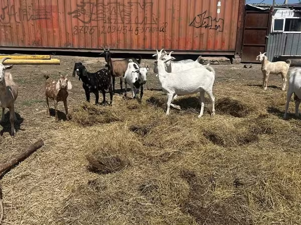 عنزة, Saanen goat