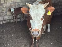 母牛, Latvian Blue cattle — 照片 1