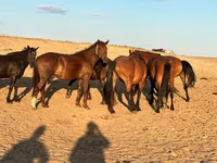 Yegua, Mugalzhar horse — foto 3