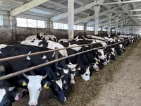 母牛, Yaroslavl cattle — 照片 2
