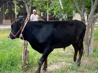 ثور, الماشية — الصورة 1