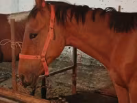 Horse (M), Manipuri pony — photo 7