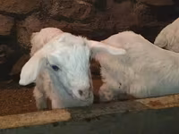 Ziegenbock, Saanen goat — Foto 7