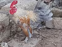 Chickens — Foto 4