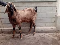 تيس, Beetal goats — الصورة 2