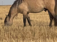 Hengst, Bashkir horse — Foto 4