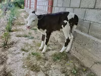 Cow, Simmental cattle — photo 3